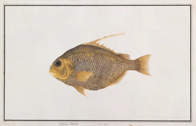 Spadefish, a Drawings of Fishes from Malacca, 1805-1818 körül (wc papíron)